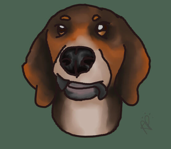 Coon Hound